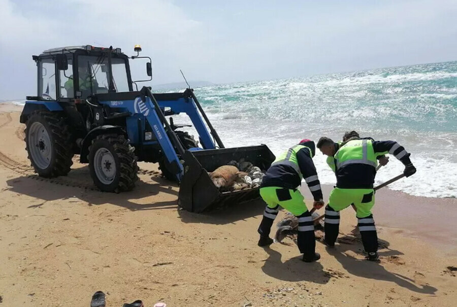 Туши погибших дельфинов вывозят с пляжей Анапы 