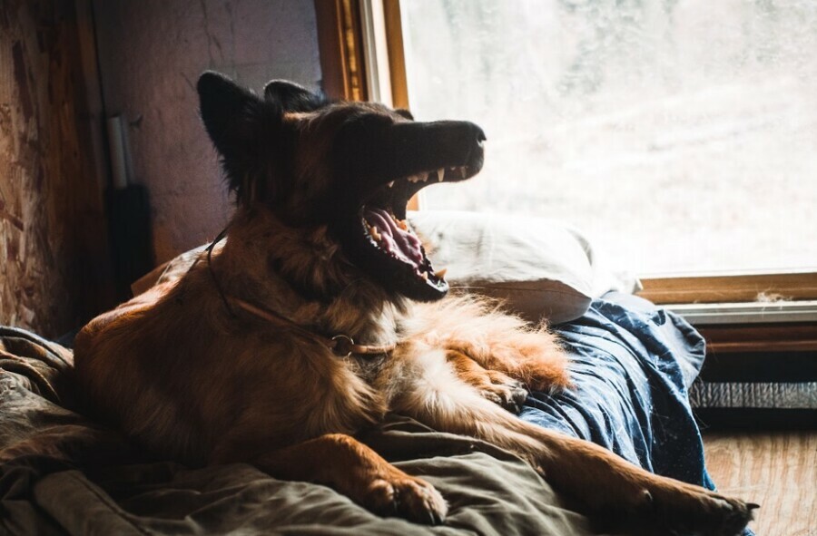 В Белогорске большой пес забежал в квартиру соседей и загрыз насмерть декоративную собаку