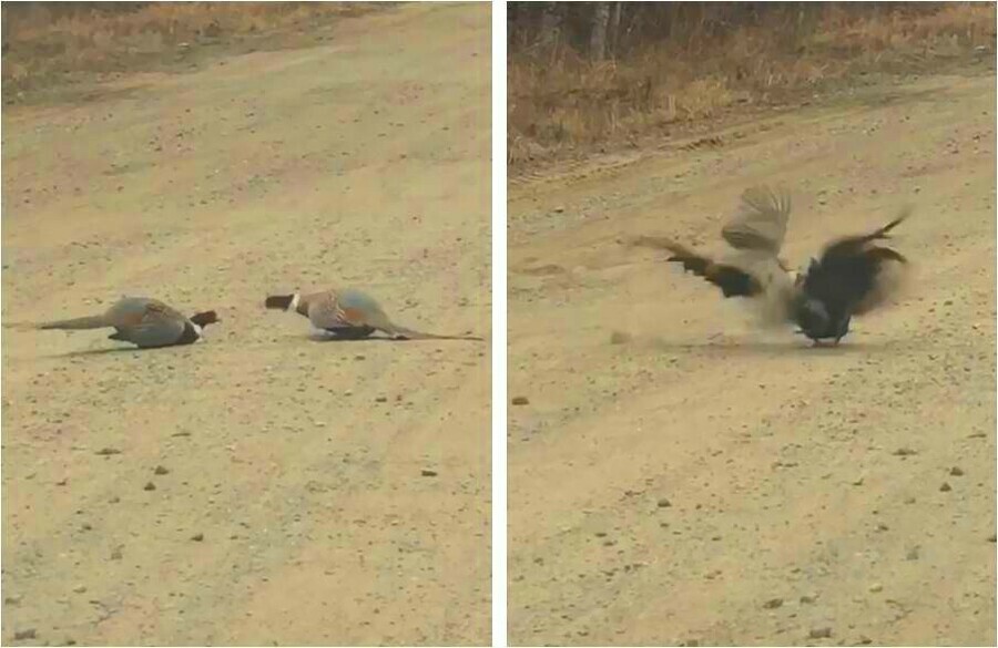 Эпическая битва амурских фазанов попала на видео видео