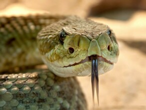 Жительница Благовещенска нашла на дачном участке следы присутствия змей