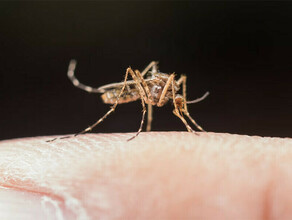 Роспотребнадзор обнаружил в России 61 новый вирус переносимый клещами и даже комарами