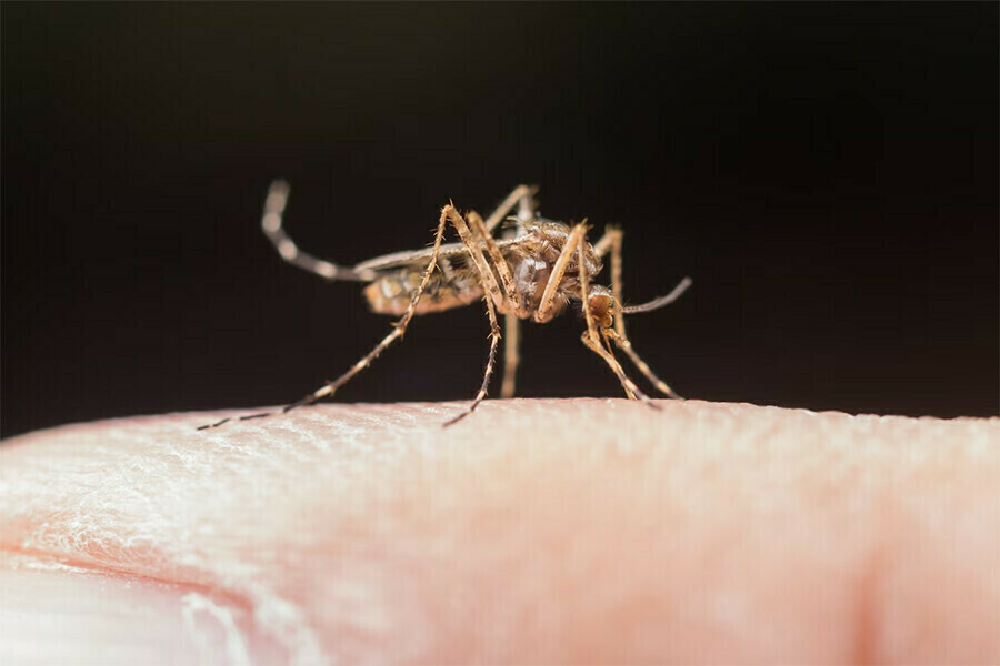 Роспотребнадзор обнаружил в России 61 новый вирус переносимый клещами и даже комарами