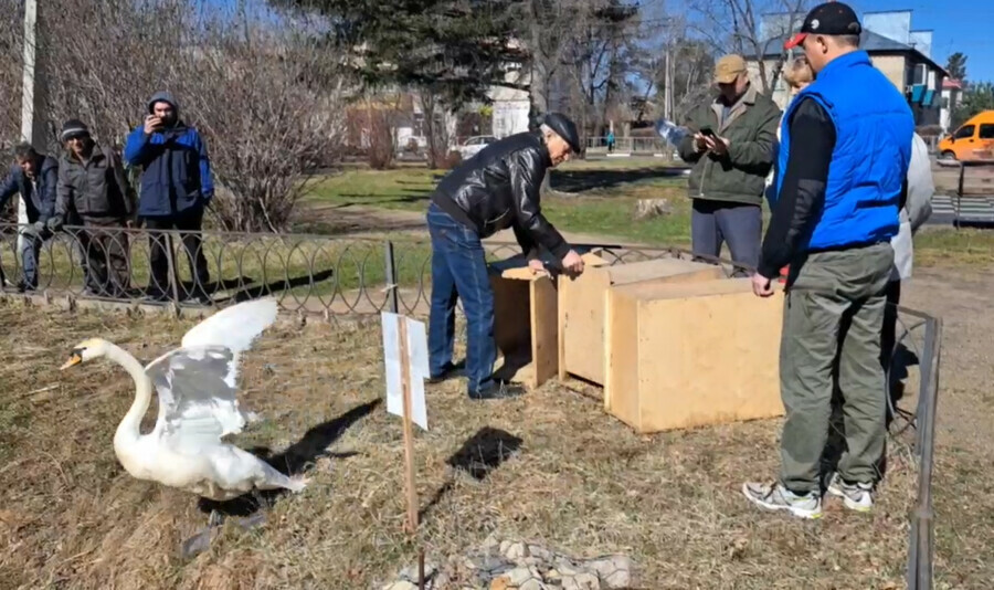  Ой какие счастливые в амурской Ивановке на озеро выпустили лебедей