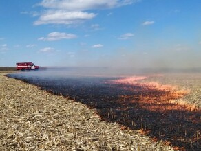 Фотоловушка поймала поджигателя травы в Амурской области