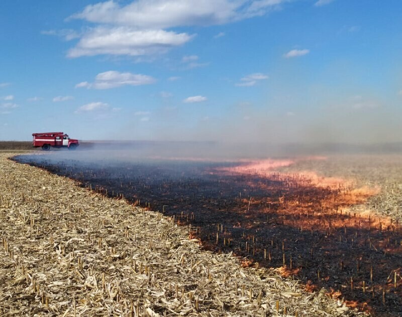 Фотоловушка поймала поджигателя травы в Амурской области