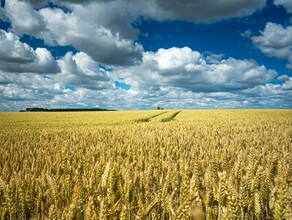 Посевная в Амурской области идет хуже чем в прошлом году