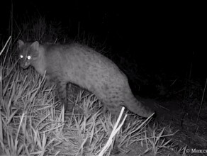 Редкого амурского лесного кота застали за любимым делом домашних кошек видео