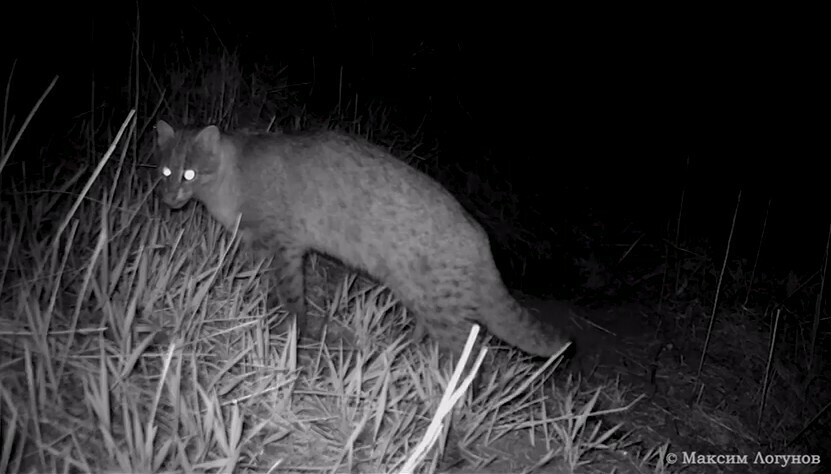 Редкого амурского лесного кота застали за любимым делом домашних кошек видео
