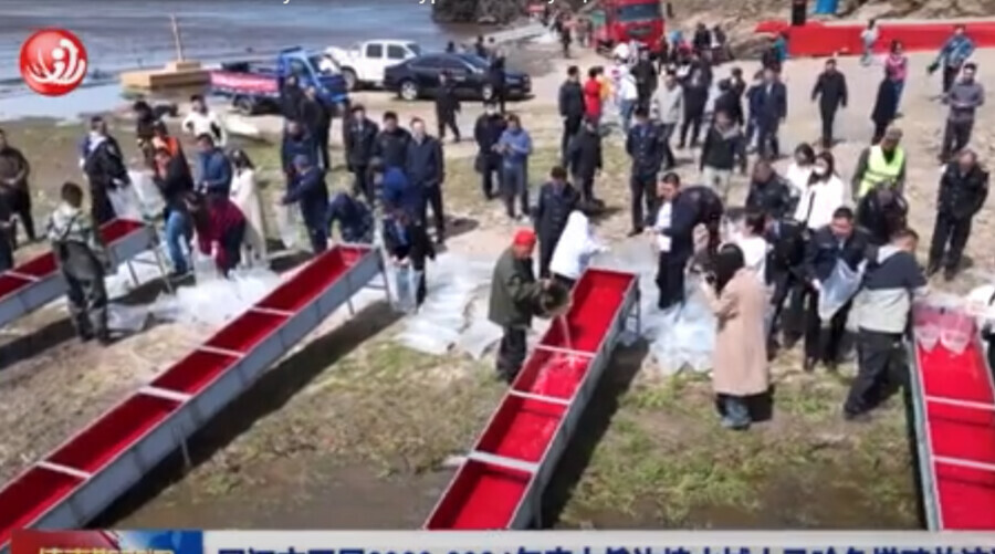 Более 400 тысяч мальков кеты выпустили в Амур ниже по течению от Благовещенска видео