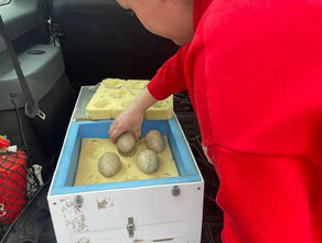 В Приамурье привезут яйца редких птиц из зоопарка Удмуртии