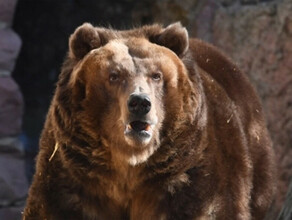 На Дальнем Востоке медведь растерзал человека и остался охранять тело