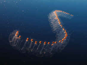 В море на Пхукете на туристов стали нападать странные существа в форме прозрачной ленты