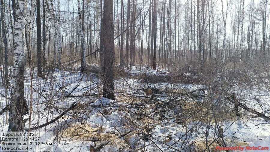 В Приамурье возбуждено уголовное дело в отношении госинспектора Зейского лесничества Мужчину подозревают в преступлении