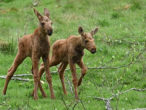 Они не брошены амурчан очень просят не проявлять заботу о маленьких оленятах в лесу
