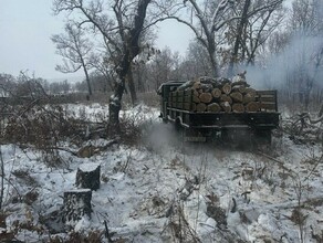 Двое мужчин в Приамурье спилили несколько деревьев и заплатили почти 15 миллиона рублей 