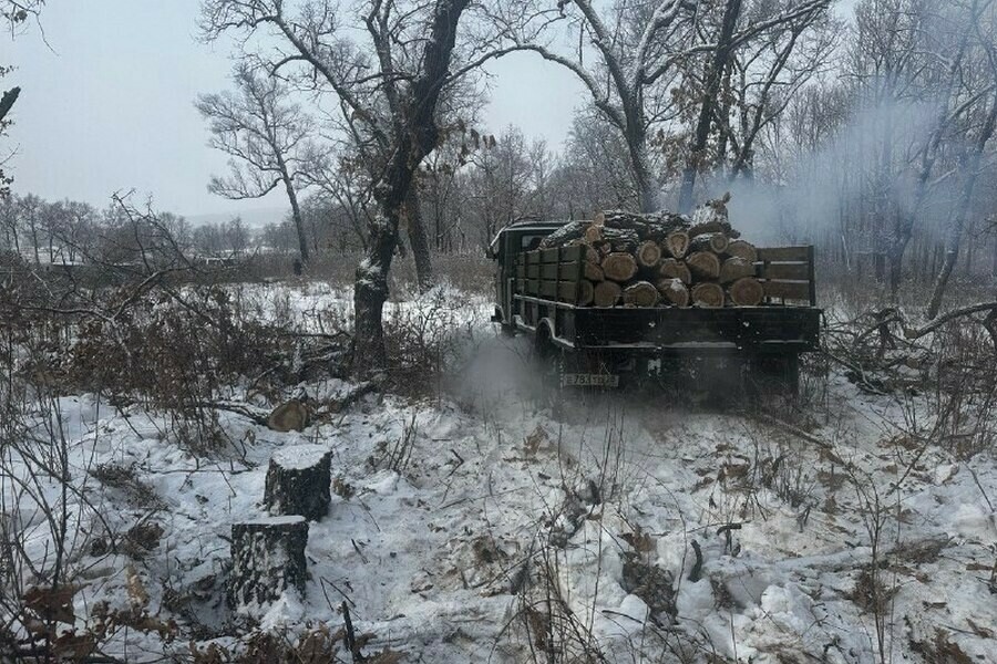 Двое мужчин в Приамурье спилили несколько деревьев и заплатили почти 1,5 миллиона рублей 