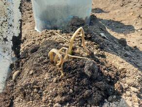 В Благовещенске заморозки побили будущий урожай у дачников и растительность в лесах