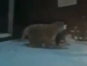 В Хабаровском крае к придорожному кафе вышел тигр чтобы полакомиться собаками видео