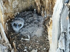 Чудо в перьях в Амурской области обнаружили птенца самой редкой птицы в мире видео