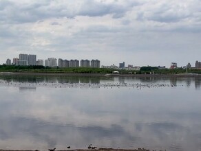 Над Амуром в Благовещенске заметили необычное поведение птиц видео