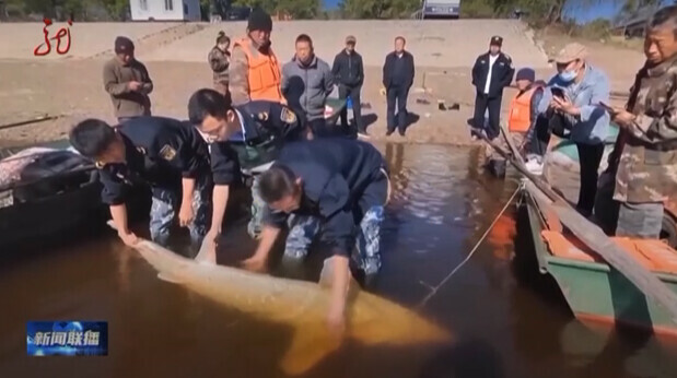 Китайские рыбаки выловили в Амуре двух калуг по центнеру весом видео