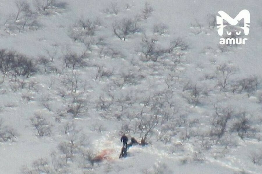 Amur Mash уголовное дело возбудили после випохоты на медведей в охраняемом заказнике