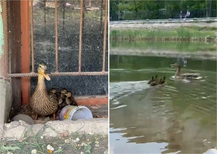 Благовещенцы спасли утку с утятами в микрорайоне видео