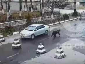 Застрелен трехлетний медведь бегавший по районному центру видео