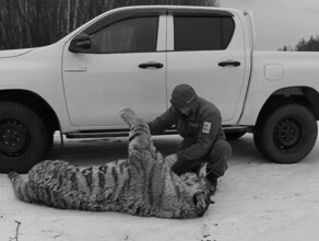 Шансов выжить у нее не было в Хабаровском крае трагически погибла тигрица