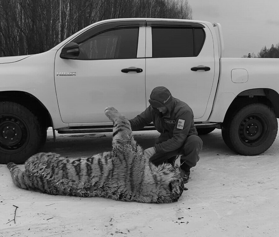 Шансов выжить у нее не было в Хабаровском крае трагически погибла тигрица