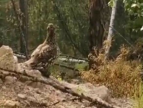 В амурском лесу встретили редкую птицу