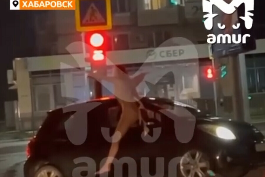 Почти по Булгакову голую девушку с котом задержали ночью в Хабаровске