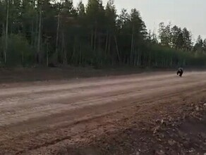 Бегут на праздник в Тынду двое косолапых пронеслись по дороге в Зейском округе видео