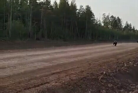 Бегут на праздник в Тынду двое косолапых пронеслись по дороге в Зейском округе видео