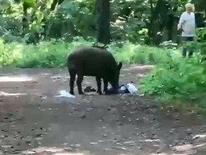 Кабан утащил у женщины пакет с сосисками и лишил купальника видео