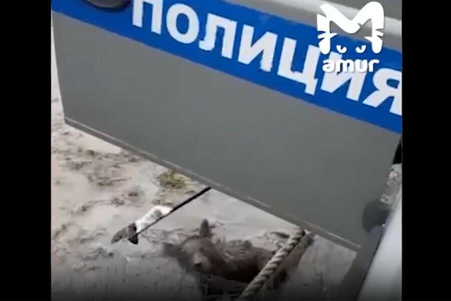 Истошно кричавшего медвежонка попавшего в сети спасли полицейские видео