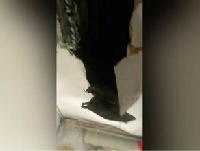 У собаки будка лучше чем здесь квартиры амурские общественники побывали в бараке о состоянии которого писал Amurlife видео
