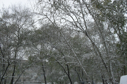 Небольшой снег прогноз погоды в Амурской области на 10 декабря