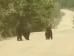 В Зейском районе заметили медведицу с медвежатами