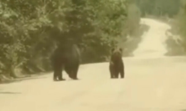 В Зейском районе заметили медведицу с медвежатами