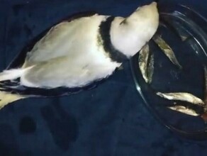 В амурской тайге обнаружили обессиленную чайку видео