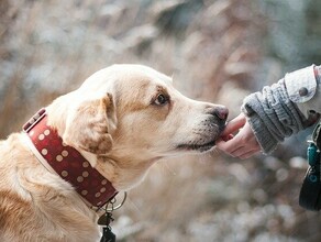 В Циолковском на бездомных собак наденут цветные ошейники