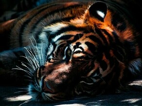 Уголовное дело по убийству тигра Павлика направлено в суд
