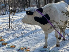 В Благовещенске корова предсказала каким будет 2021 год фото видео