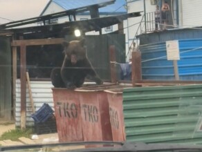 В Приамурье в вахтовый городок проник медведь видео