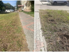 Неизвестные уничтожили в Благовещенске аллею роз