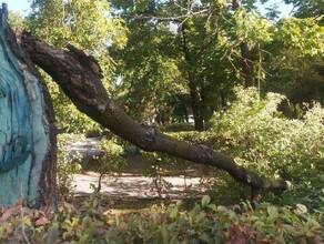 Шквалистый ветер повалил деревья в Благовещенске