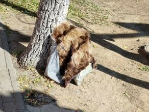 Шкуры неизвестного происхождения бросили в центре Благовещенска фото