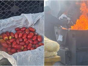 Из Китая в Амурскую область привезли томаты с опасным патогеном