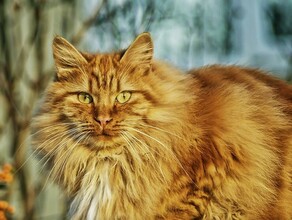 Мужчина увидел кота во сне и выиграл 140 миллионов рублей